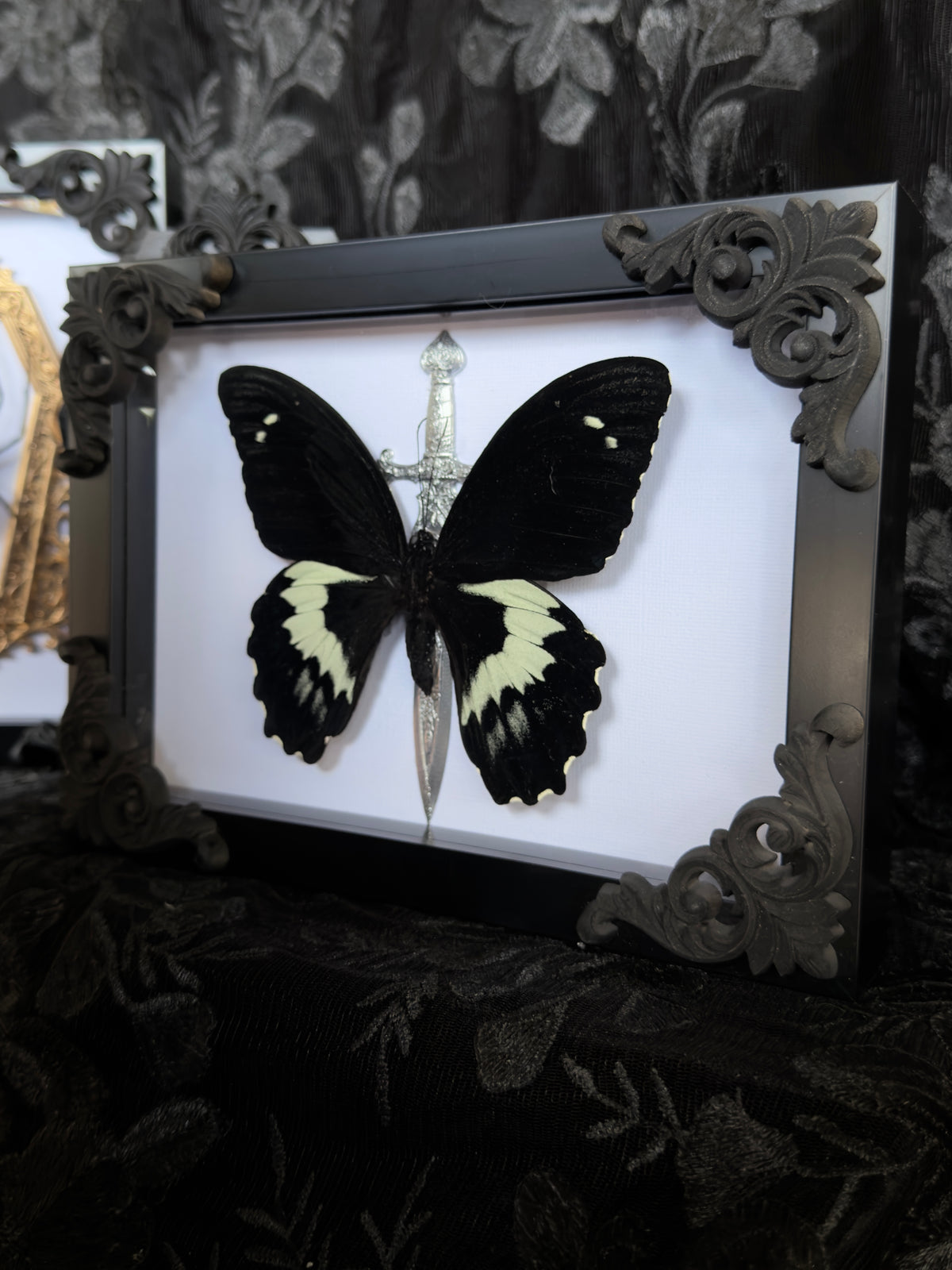 DARK KNIGHT - Mother of Hades Butterfly Frame