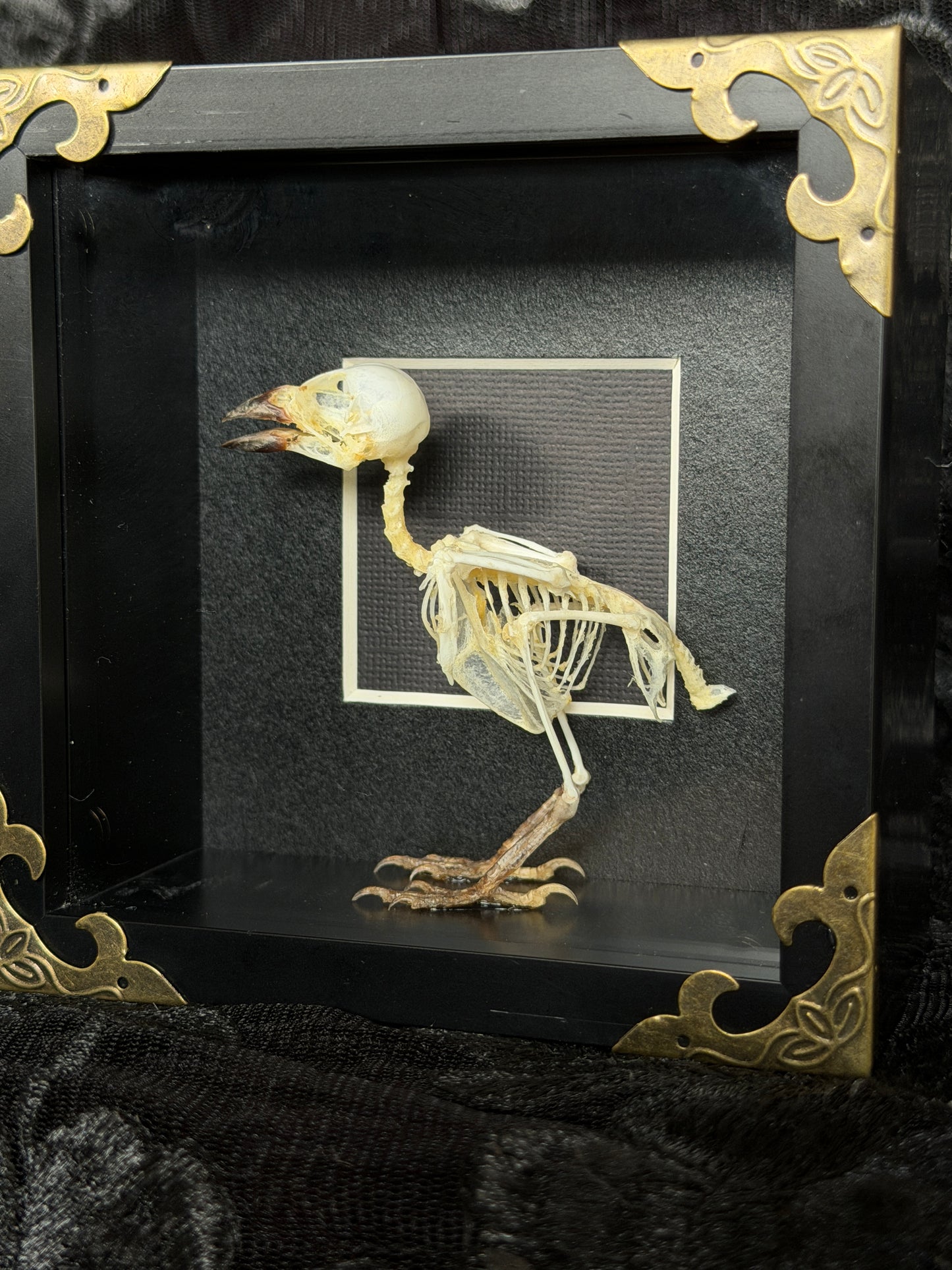 FINCH SKELETON SHADOW BOX