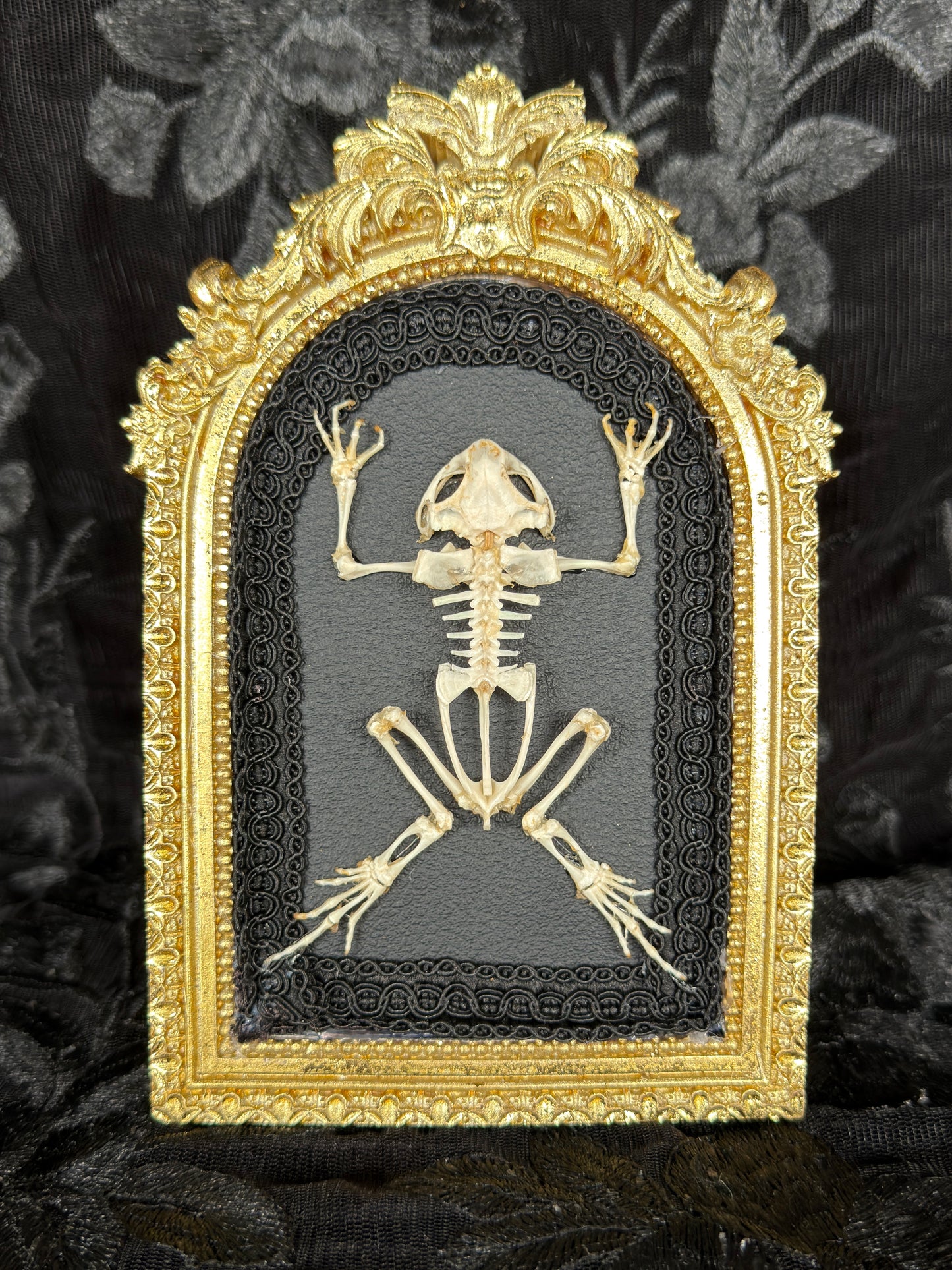 OPEN DISPLAY TOAD SKELETON