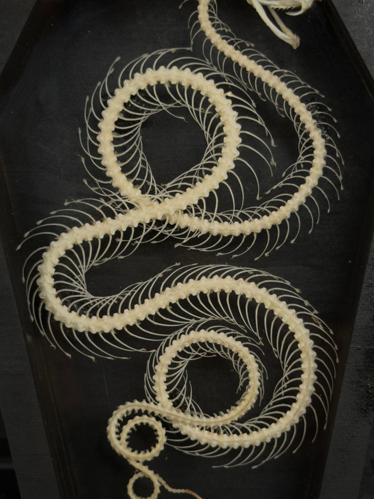 SERPENT IN A COFFIN - Mother of Hades Snake Skeleton in Coffin