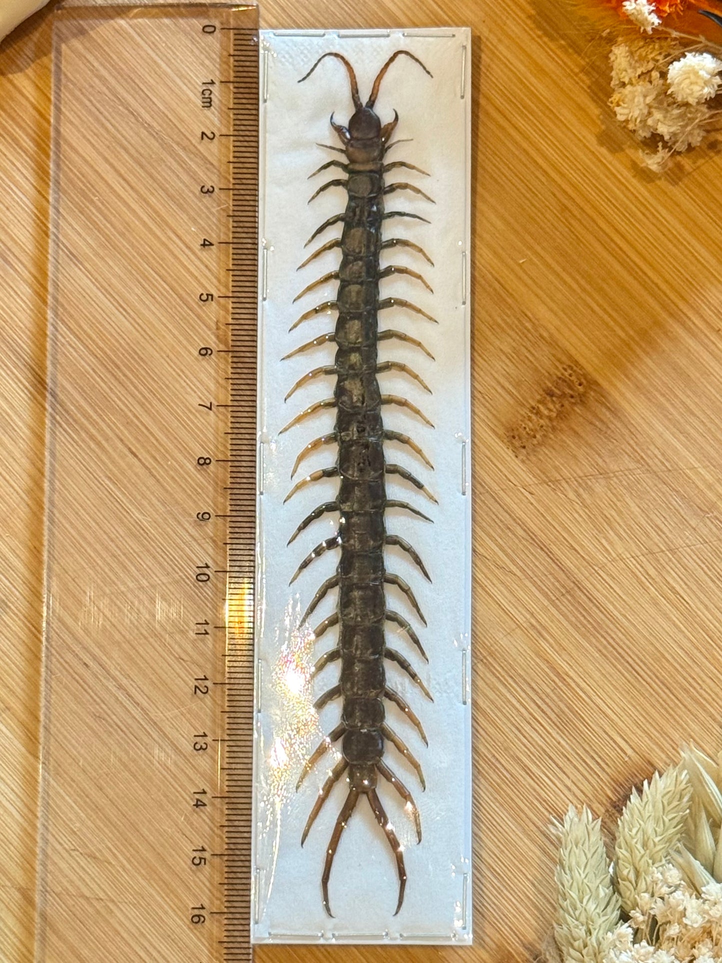 Common Centipede- scolopendra morsitans specimen