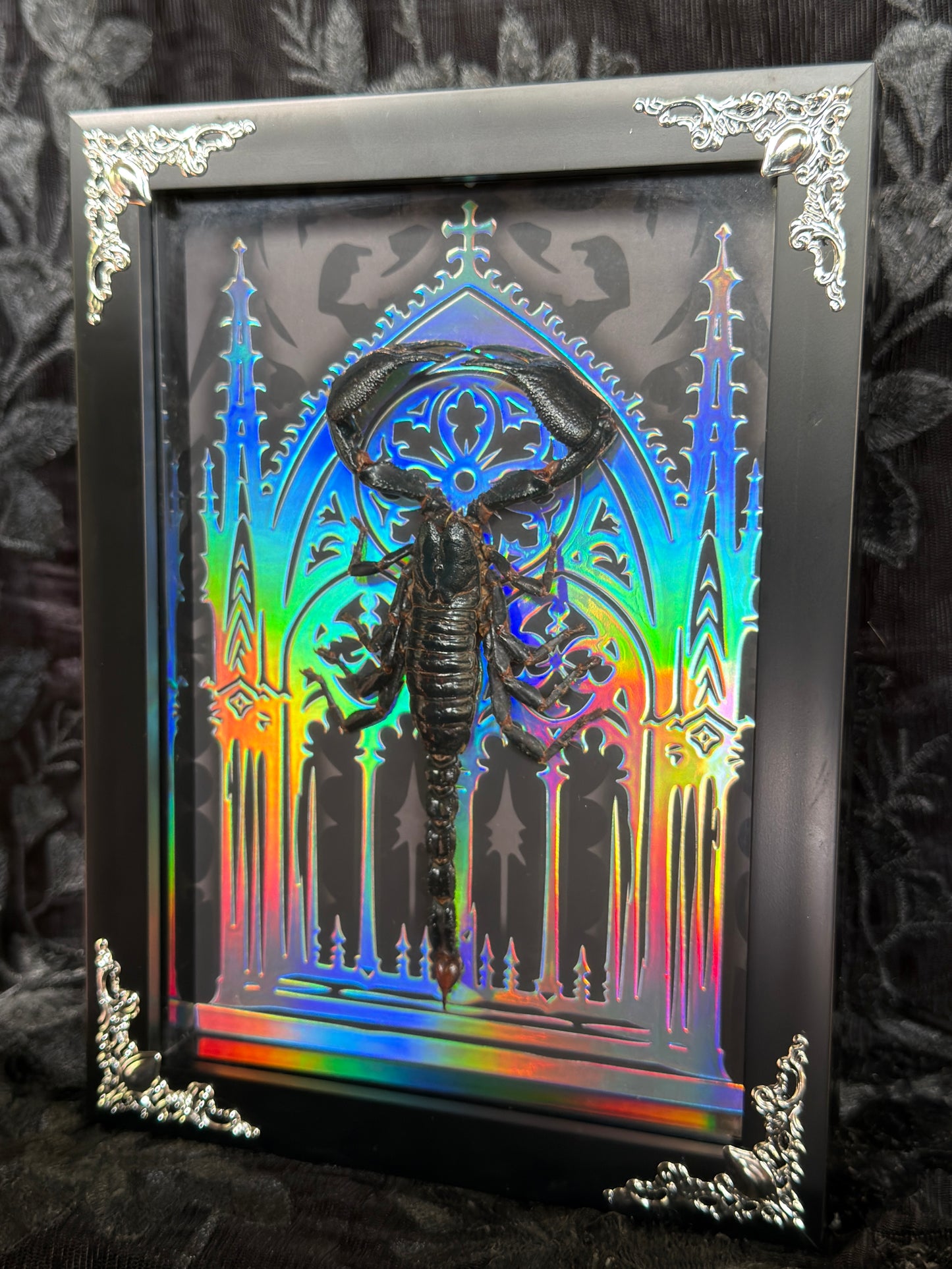 SCORPION SHADOW BOX