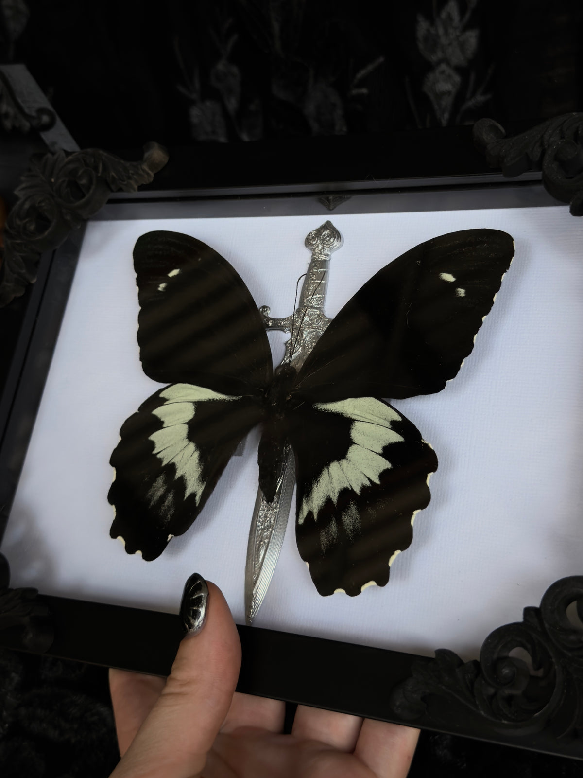 DARK KNIGHT - Mother of Hades Butterfly Frame
