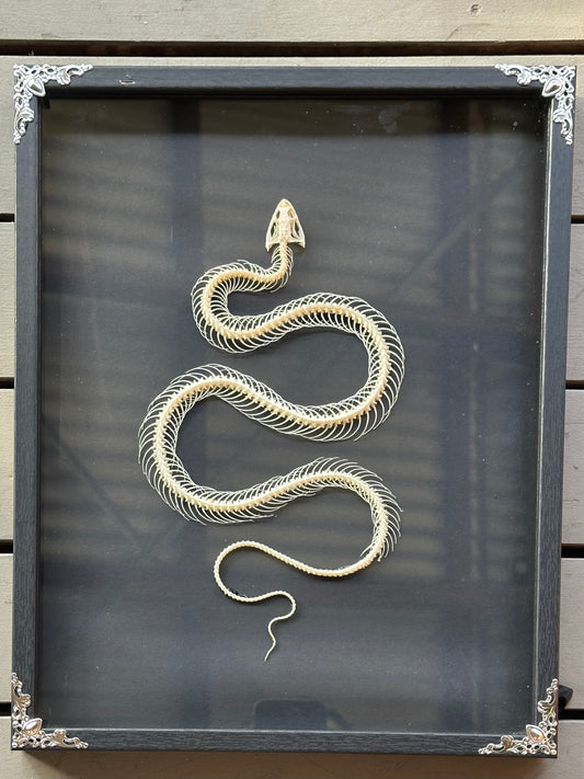 SPECIMEN FRAME - Xenochrophis Melanzostus Snake Skeleton