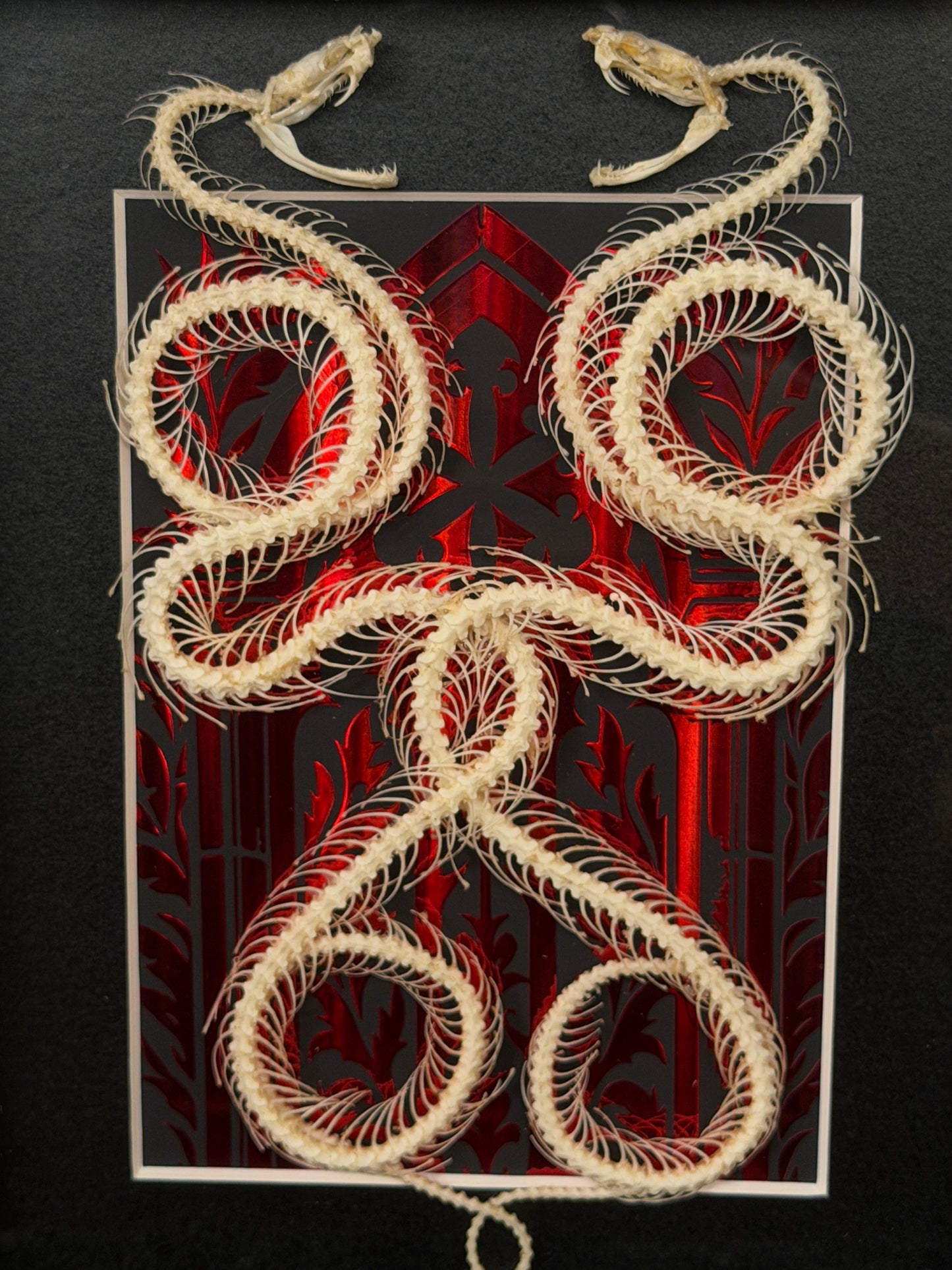 DOUBLE PIT VIPER SNAKE SKELETON SHADOW BOX