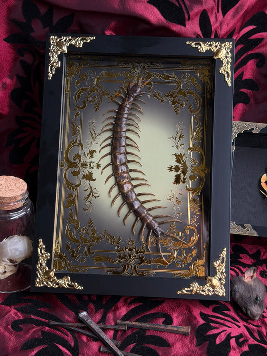 Centipede - Scolipendra Piceoflava Framed Specimen