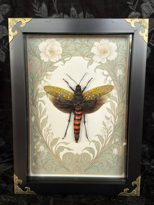 COFFEE LOCUST SHADOW BOX
