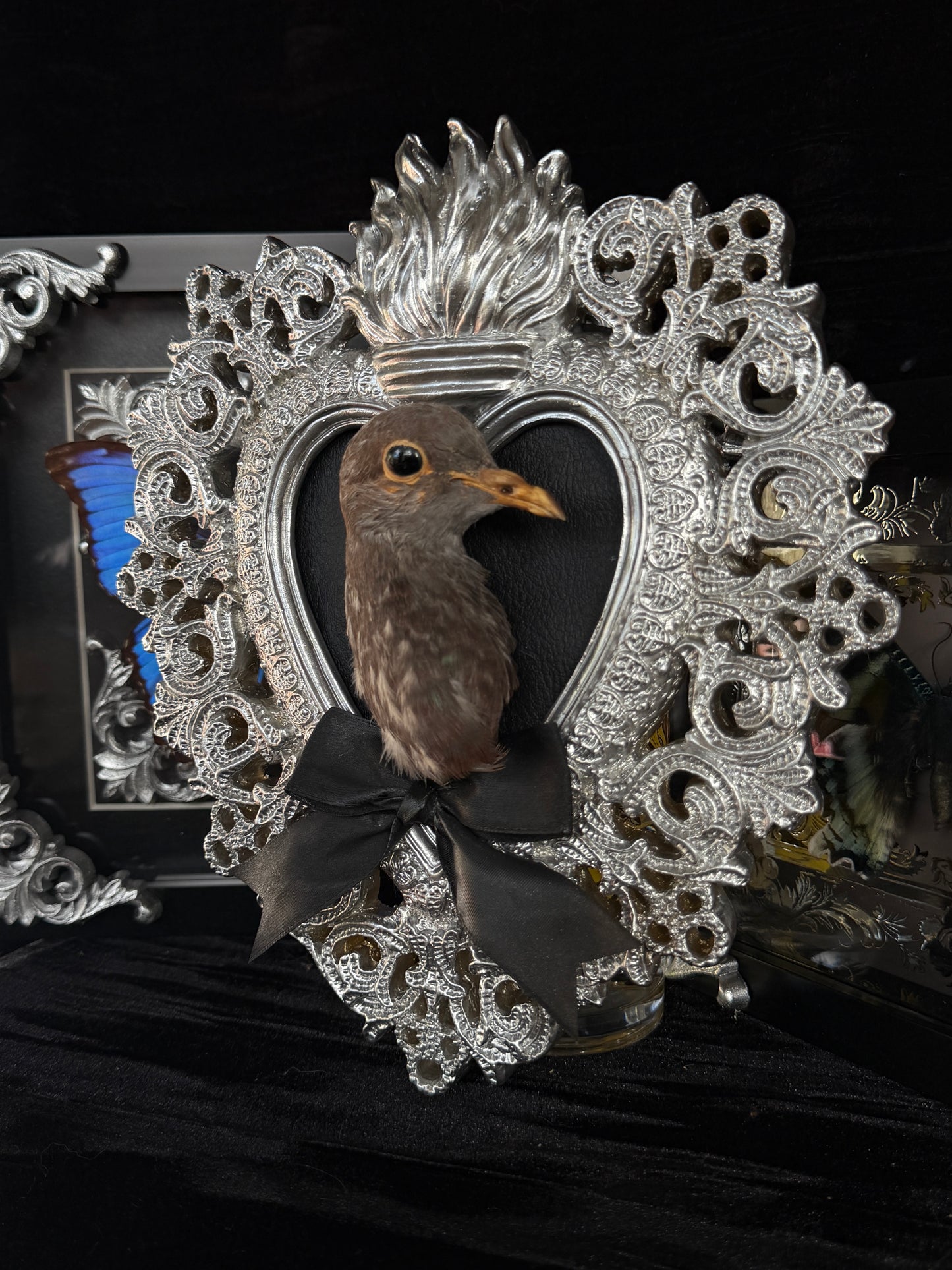 PIGEON HEAD - Mother of Hades Silver Heart Open Display Frame