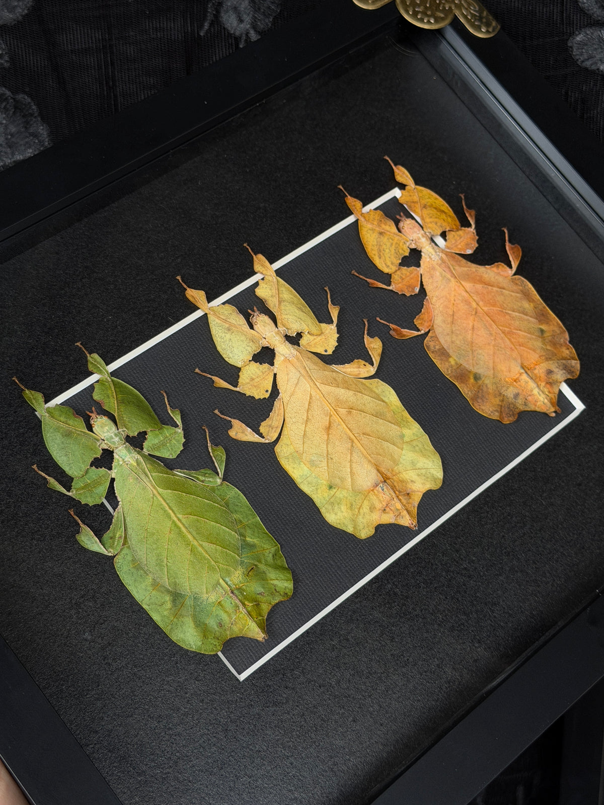 LEAF BUG TRIO - Specimen Frame