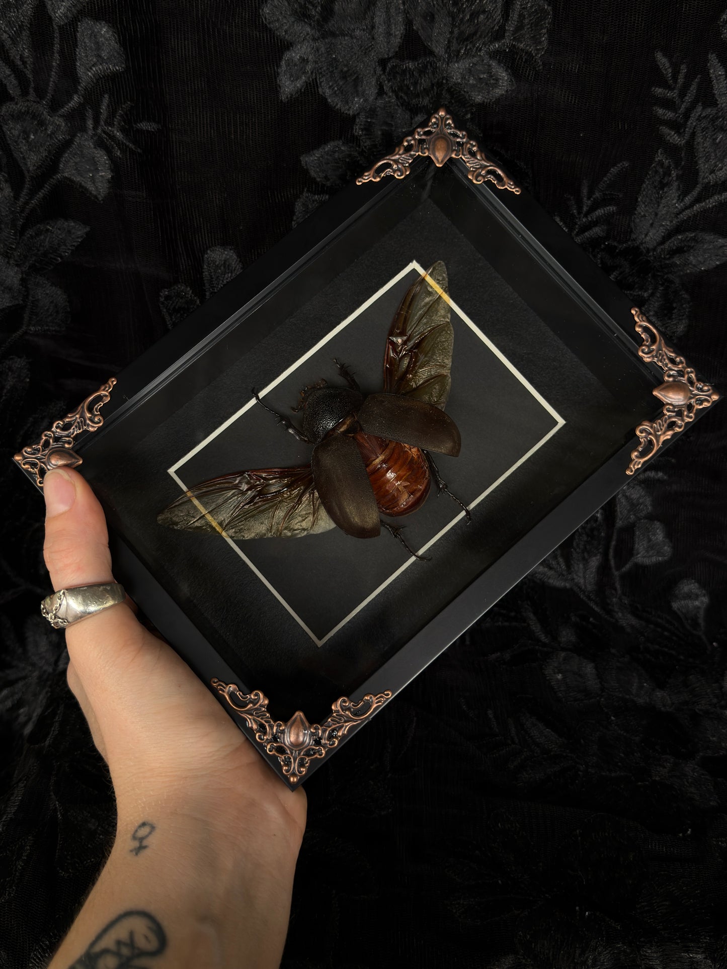 RHINO BEETLE F SHADOW BOX* Broken Leg