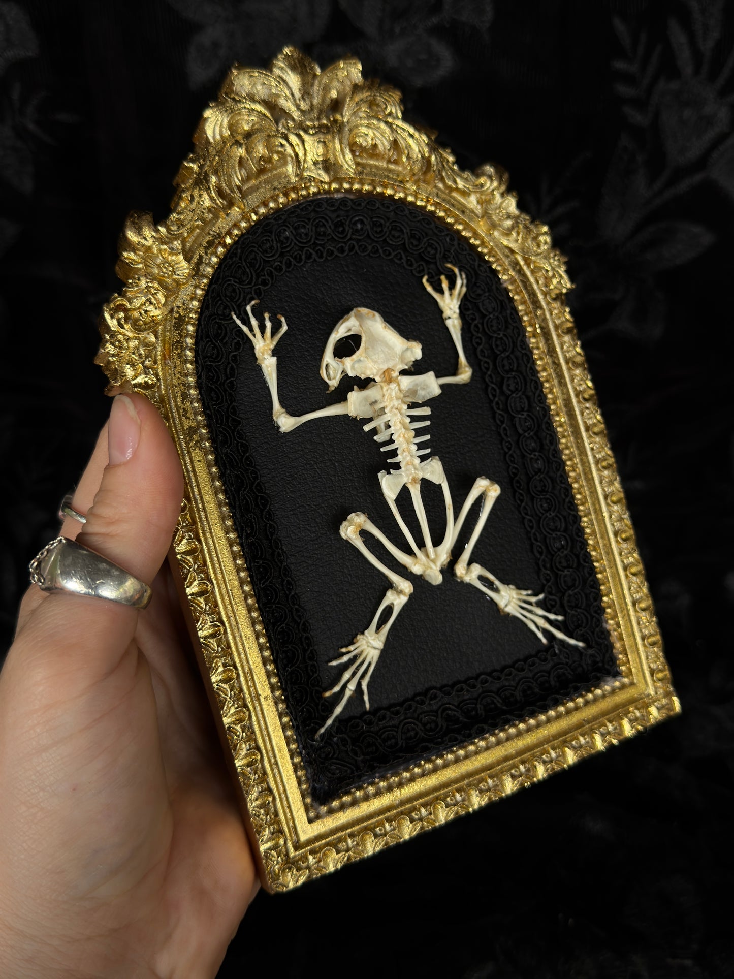 OPEN DISPLAY TOAD SKELETON