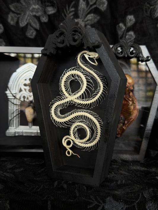 SERPENT IN A COFFIN - Mother of Hades Snake Skeleton in Coffin