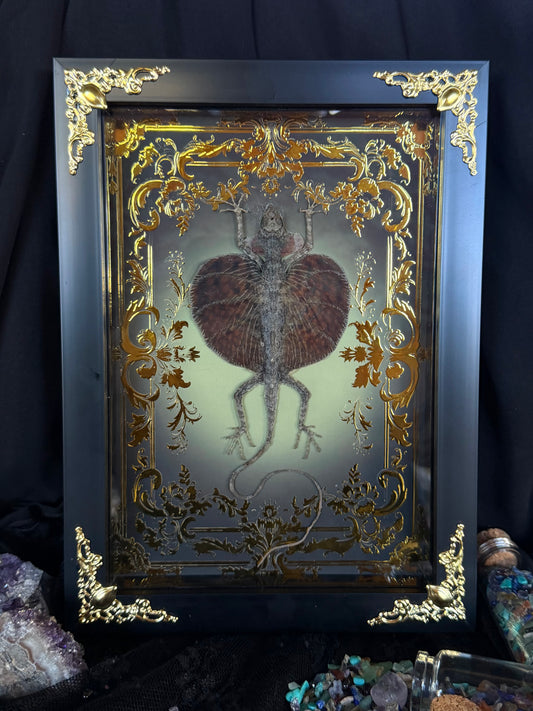 Flying Lizard - Draco Haematopogon Framed Specimen