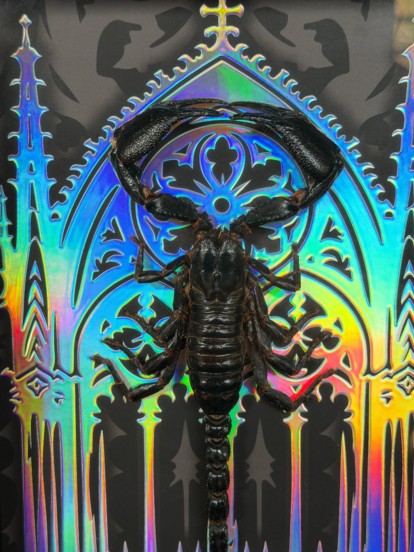 SCORPION SHADOW BOX