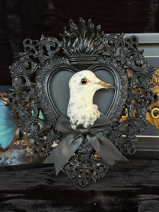 PIGEON HEAD - Black Heart Mother of Hades Open Display Frame