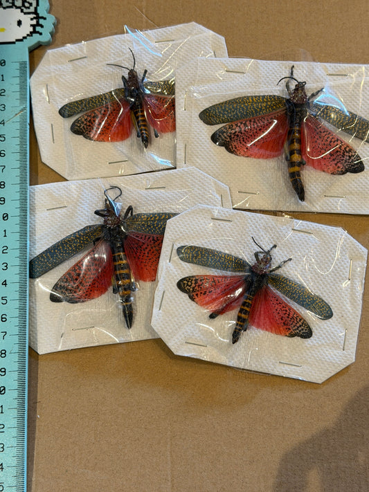 Rainbow Milkweed Locust - Phymateus Saxosus *UNSPREAD*