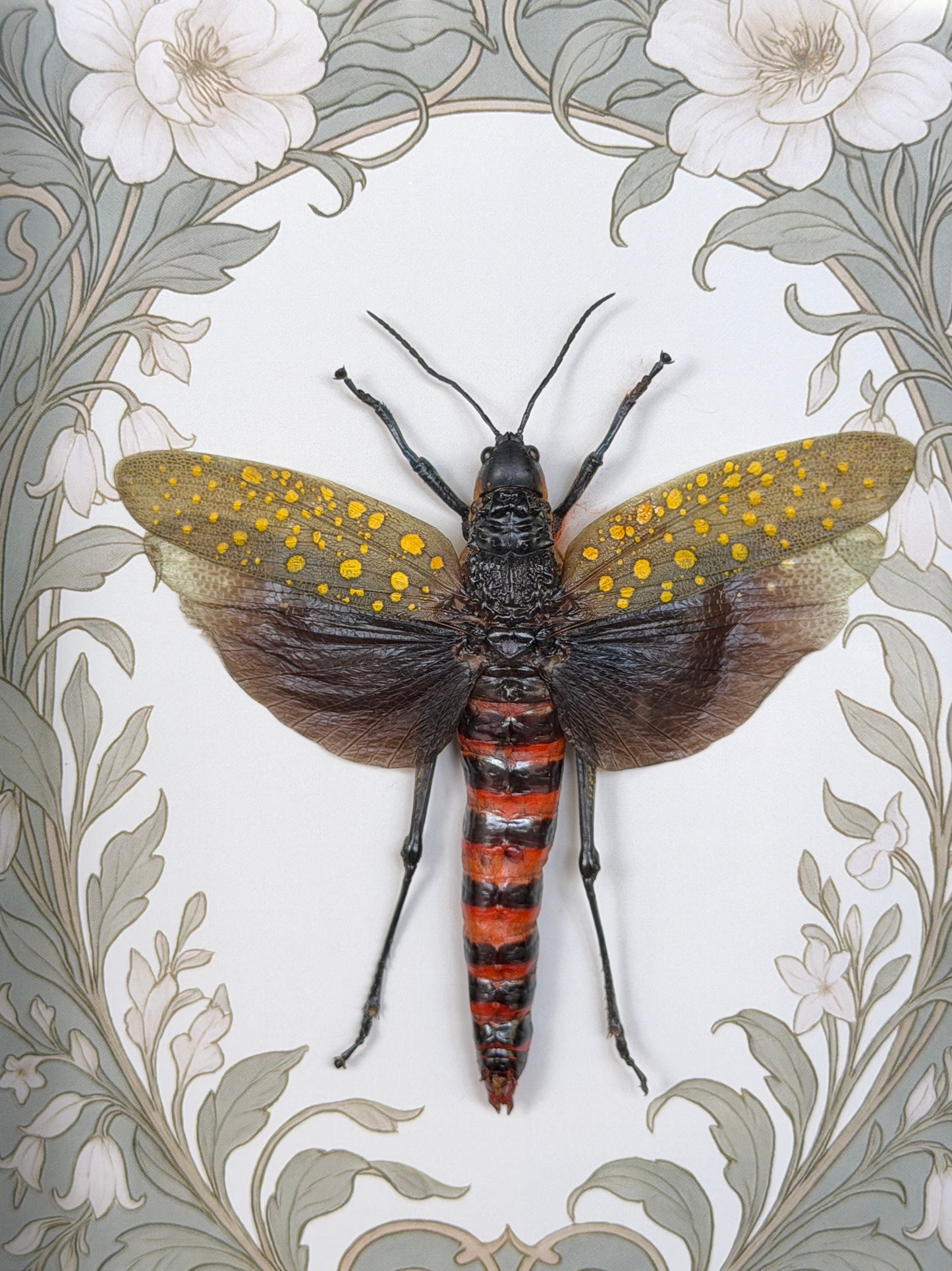 COFFEE LOCUST SHADOW BOX