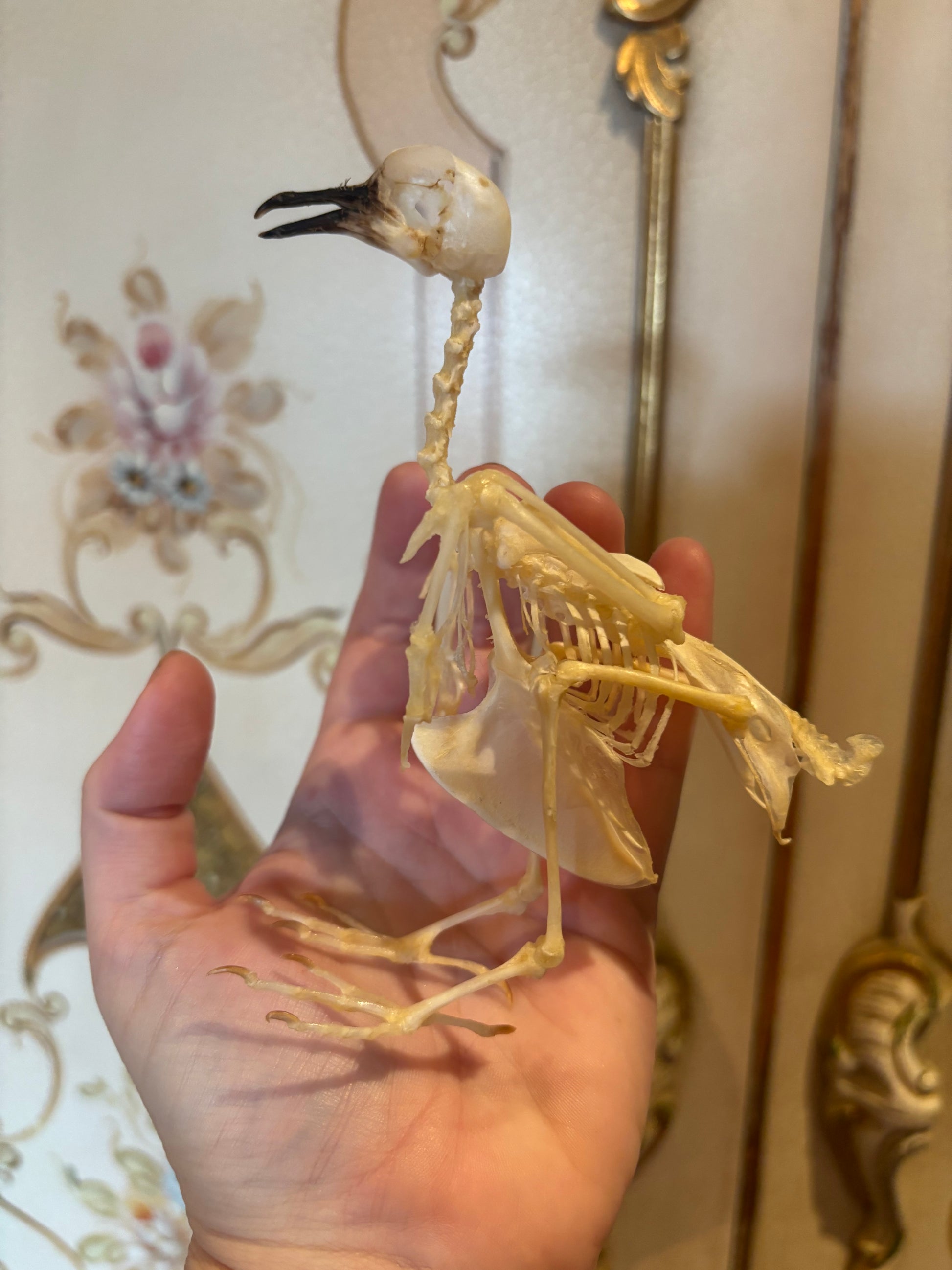 Geopilia striata skeleton being held by a hand 