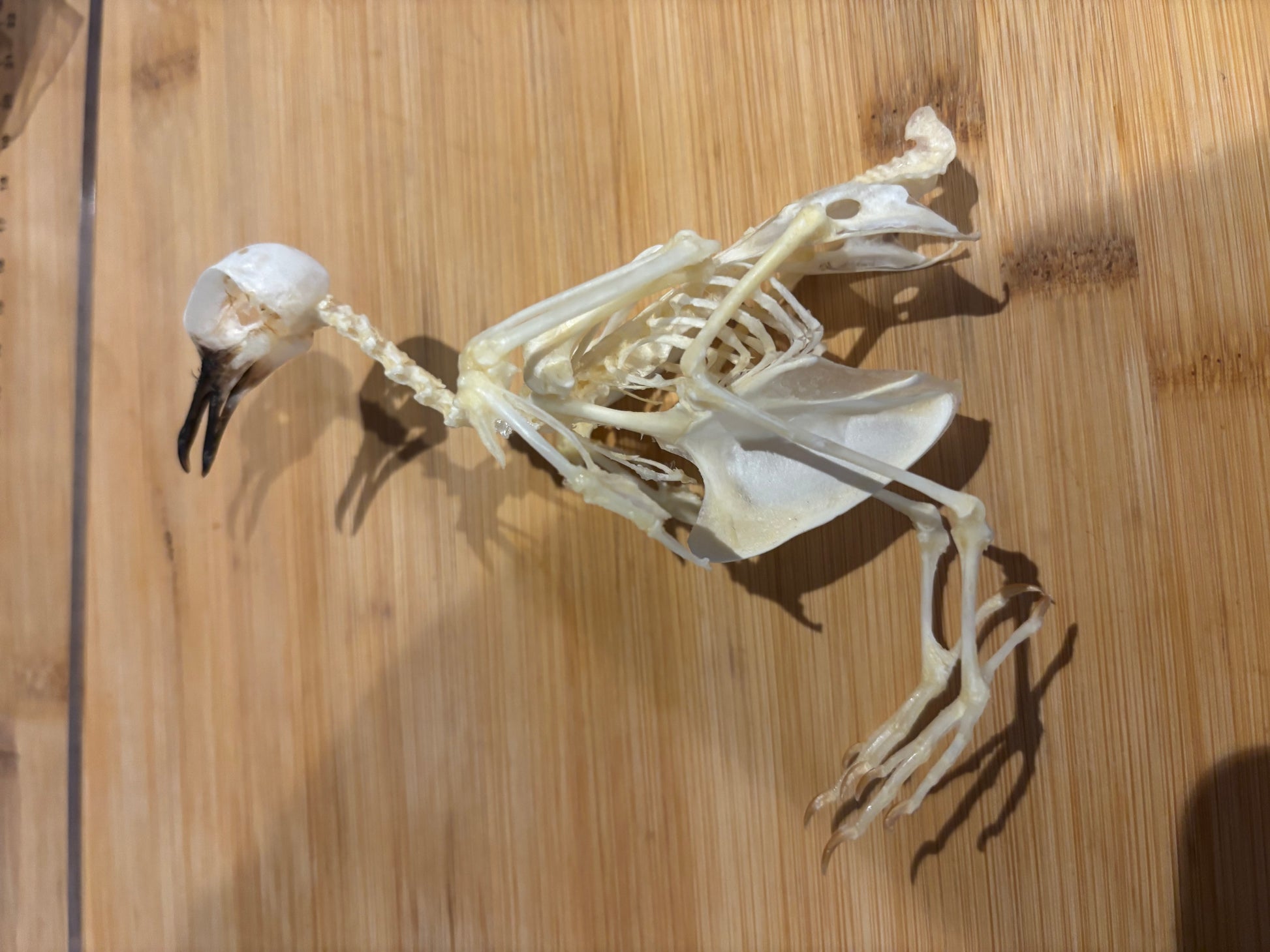 Bird skeleton on a wooden surface