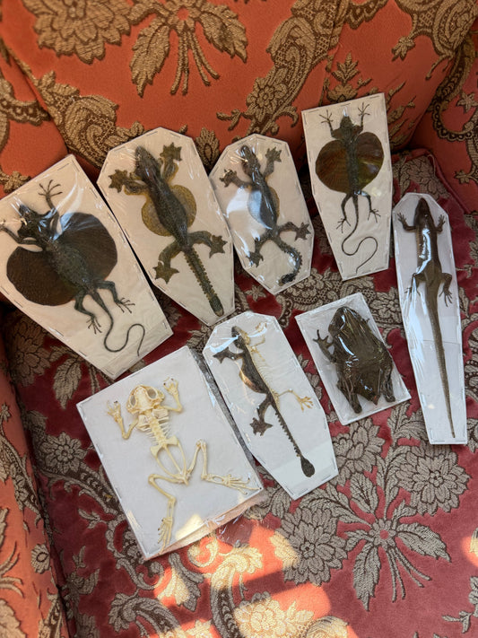 LIZARDS AND TOADS - destash pack