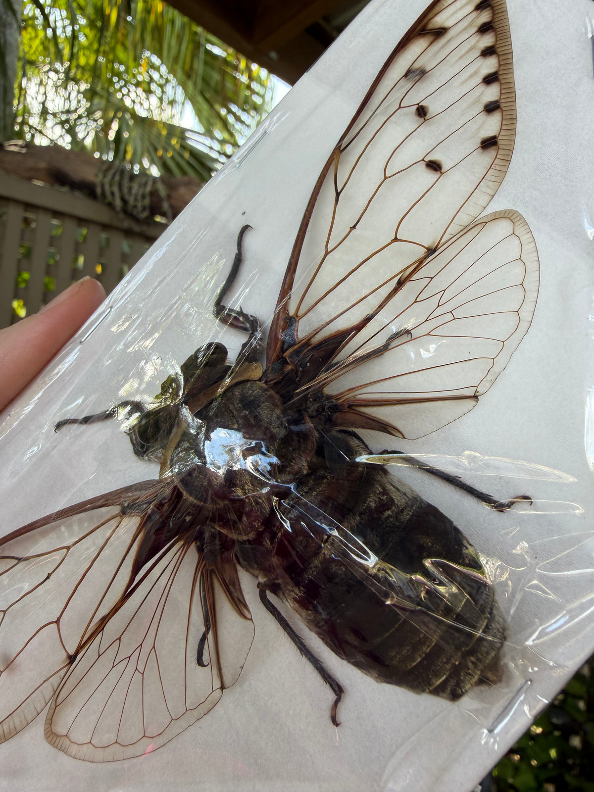 GIANT Empress Cicada - Megopomonia imperatoria