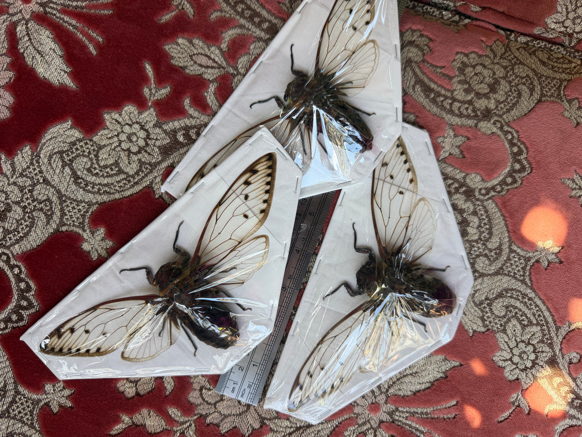 GIANT Empress Cicada - Megopomonia imperatoria