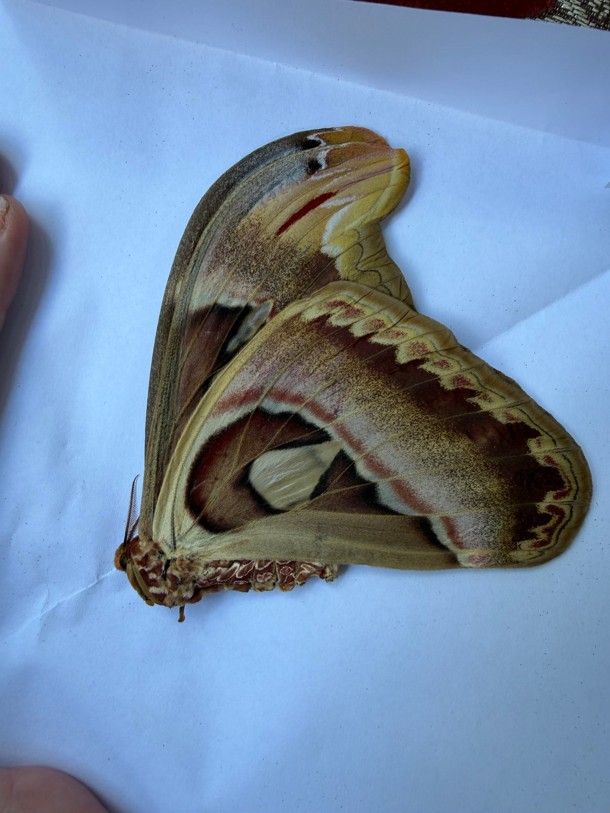 ATLAS ATTACUS - moth specimen