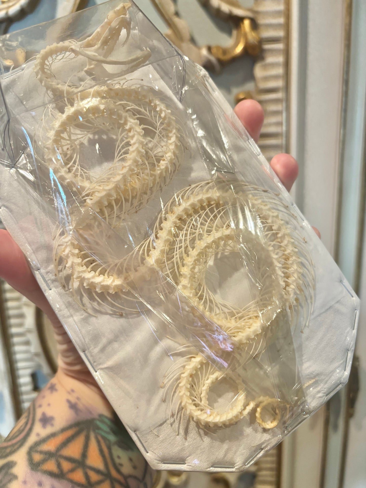 White-lipped Pit Viper Snake Skeleton-Trimeresurus albolabris specimen