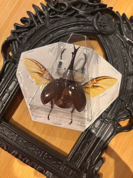BROWN RHINO BEETLE - Xylotrupes gideon spread specimen