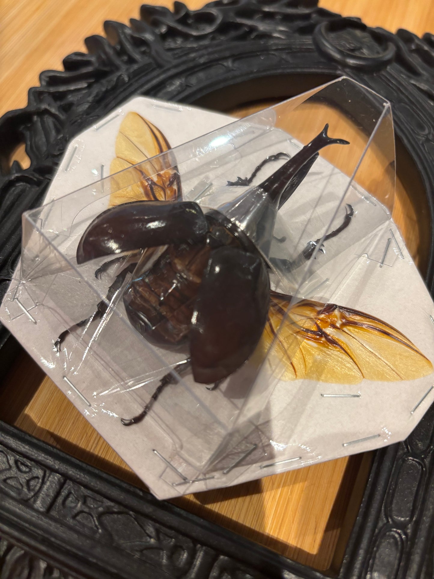 BROWN RHINO BEETLE - Xylotrupes gideon spread specimen