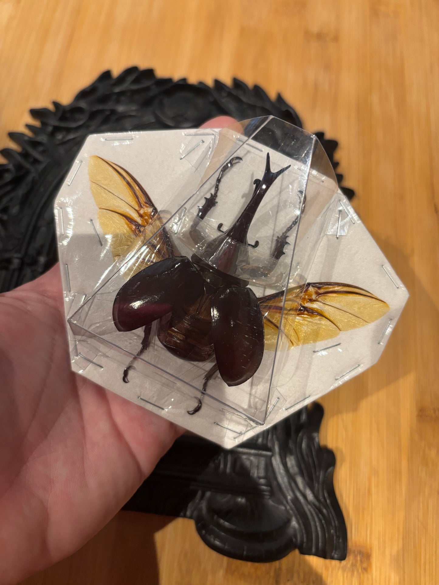 BROWN RHINO BEETLE - Xylotrupes gideon spread specimen