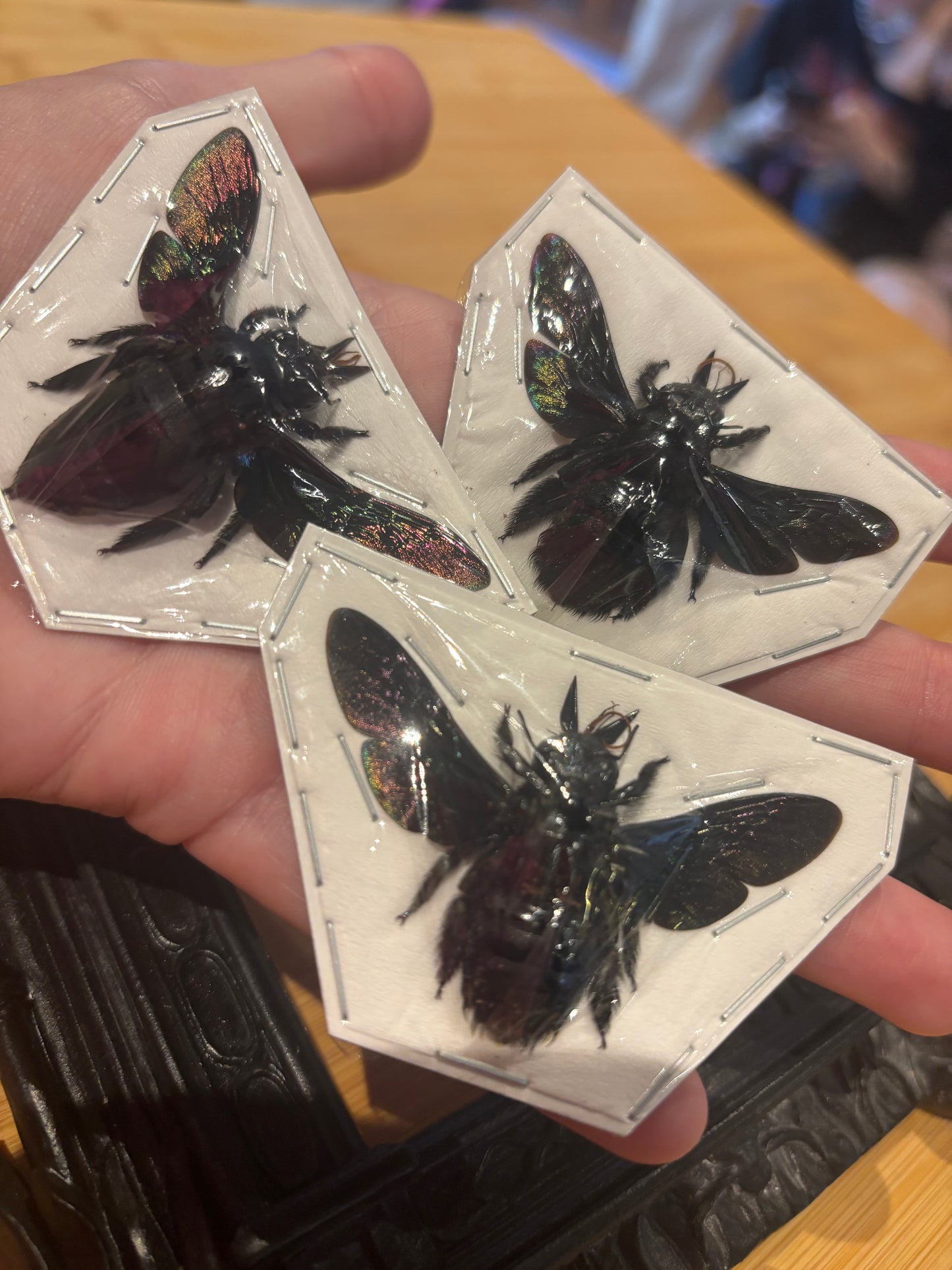 Xylocopa latipes -  GIANT Carpenter bee trio (3) specimens