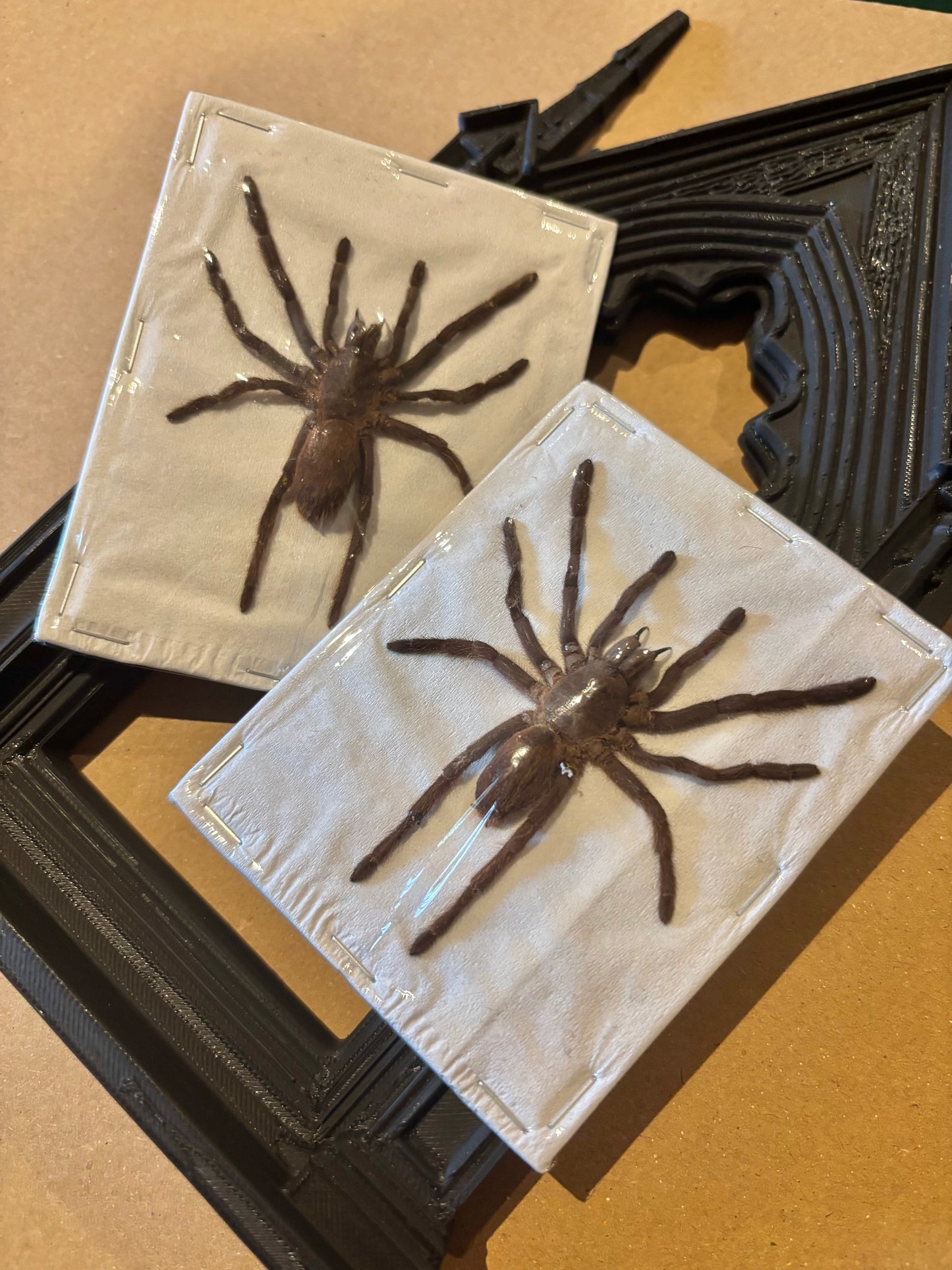 BABY DUO Javan Yellow-kneed Tarantula- Selenocosmia dolichoplectra specimen