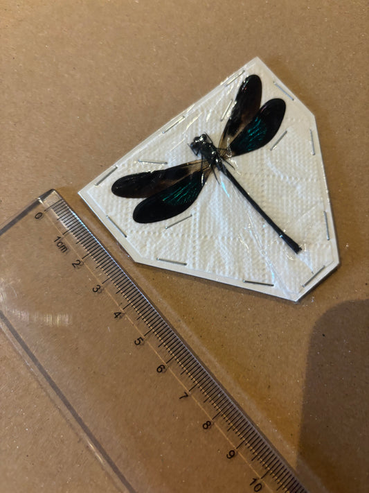 Sundanese Gossamerwing Damselfly- Euphaea variegata