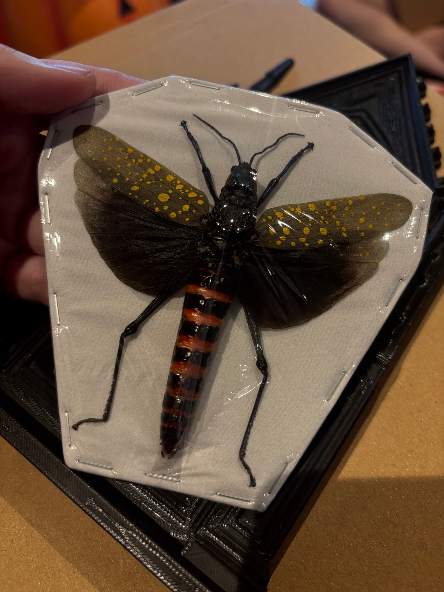 COFFEE LOCUST - Aularches punctatus