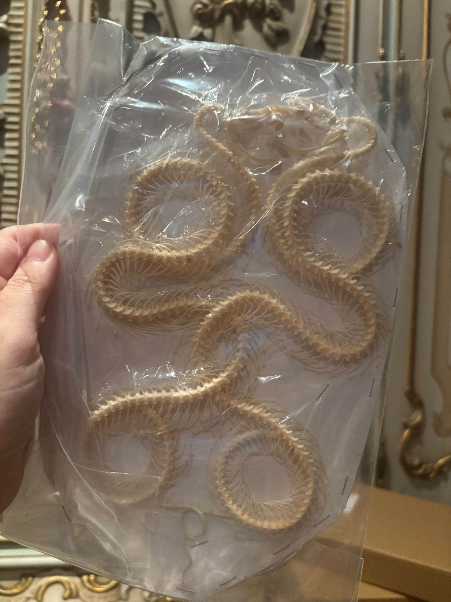 DOUBLE White-lipped Pit Viper Snake Skeleton-Trimeresurus albolabris specimen