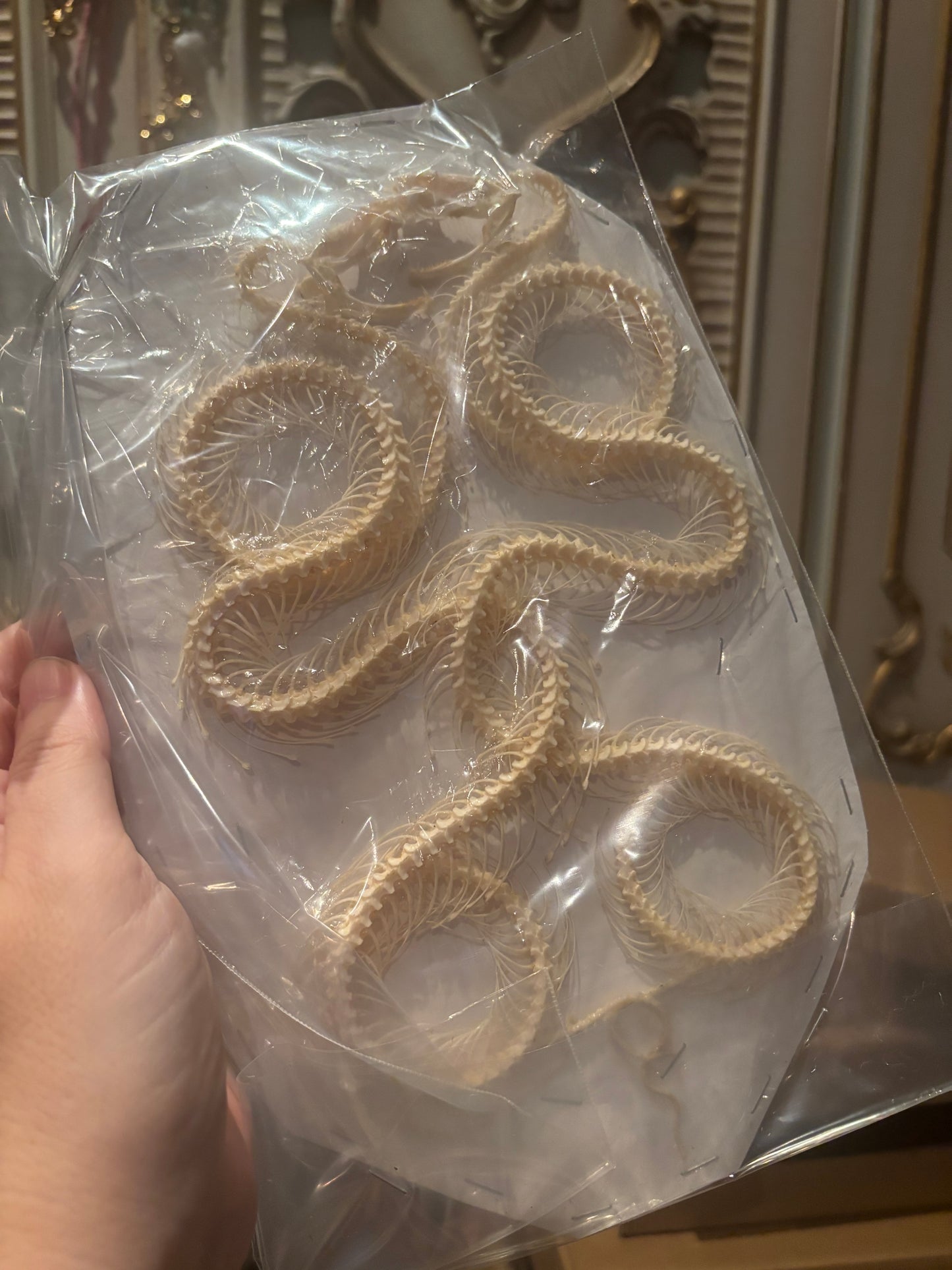 DOUBLE White-lipped Pit Viper Snake Skeleton-Trimeresurus albolabris specimen