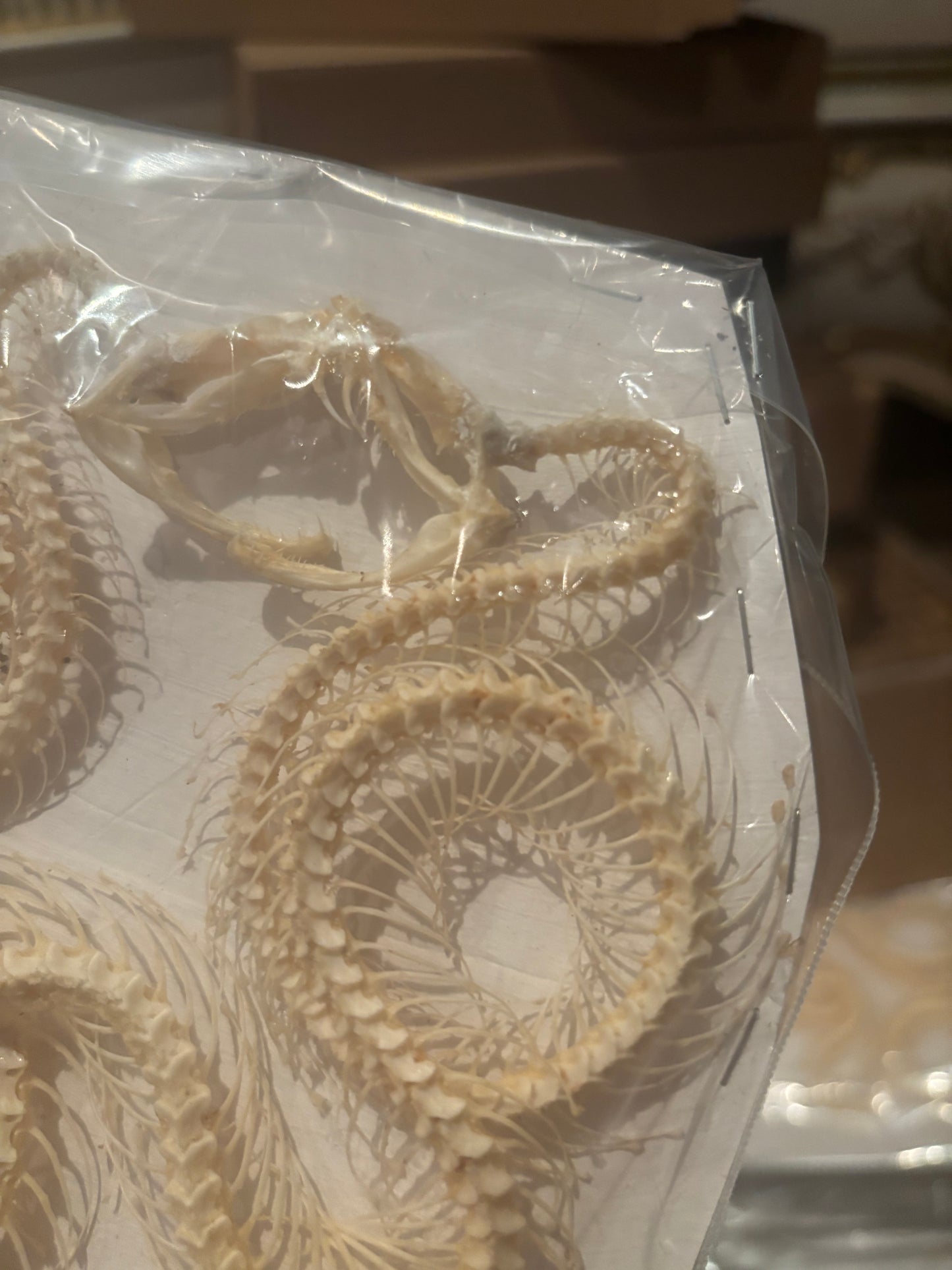 DOUBLE White-lipped Pit Viper Snake Skeleton-Trimeresurus albolabris specimen
