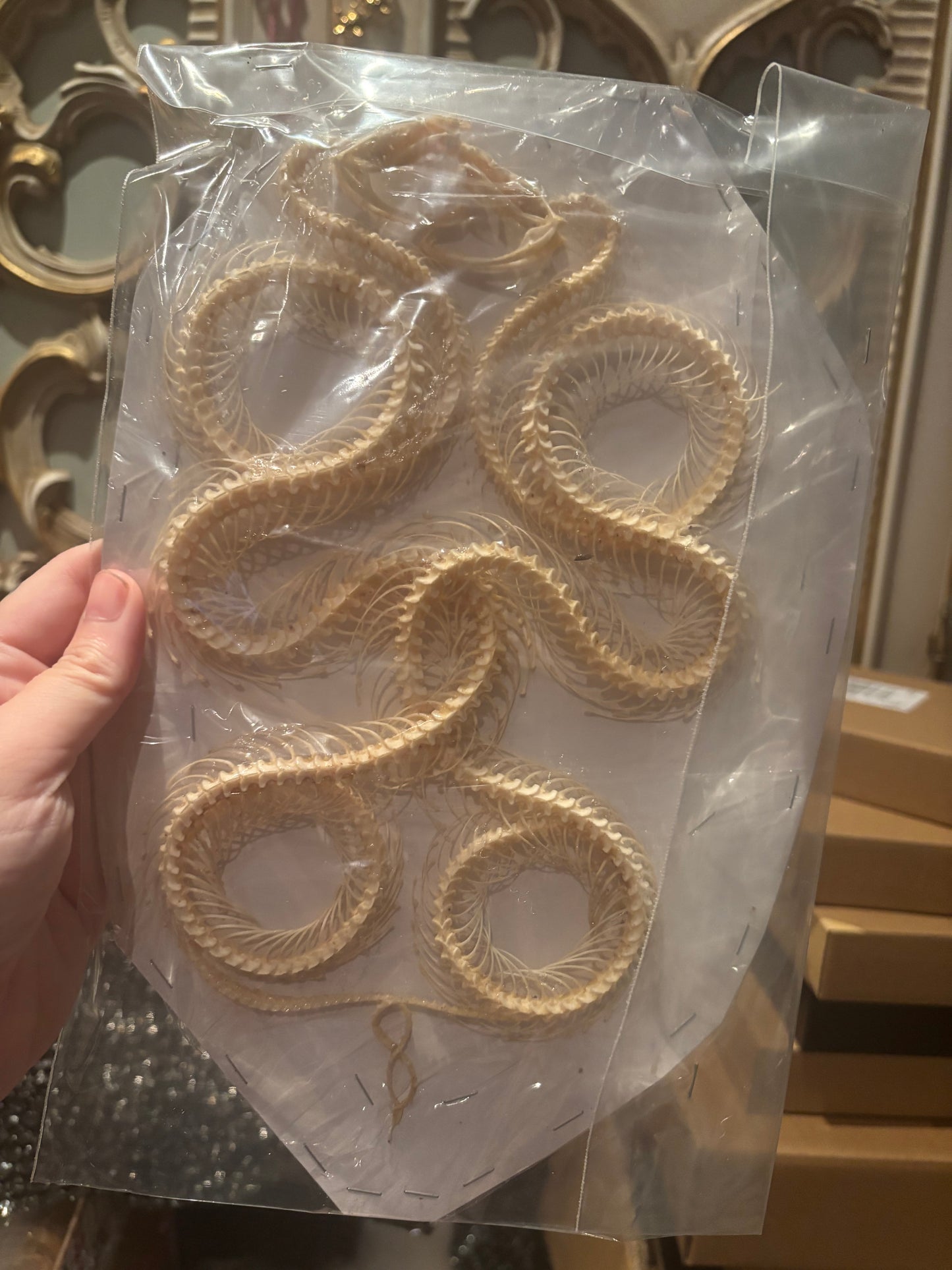 DOUBLE White-lipped Pit Viper Snake Skeleton-Trimeresurus albolabris specimen